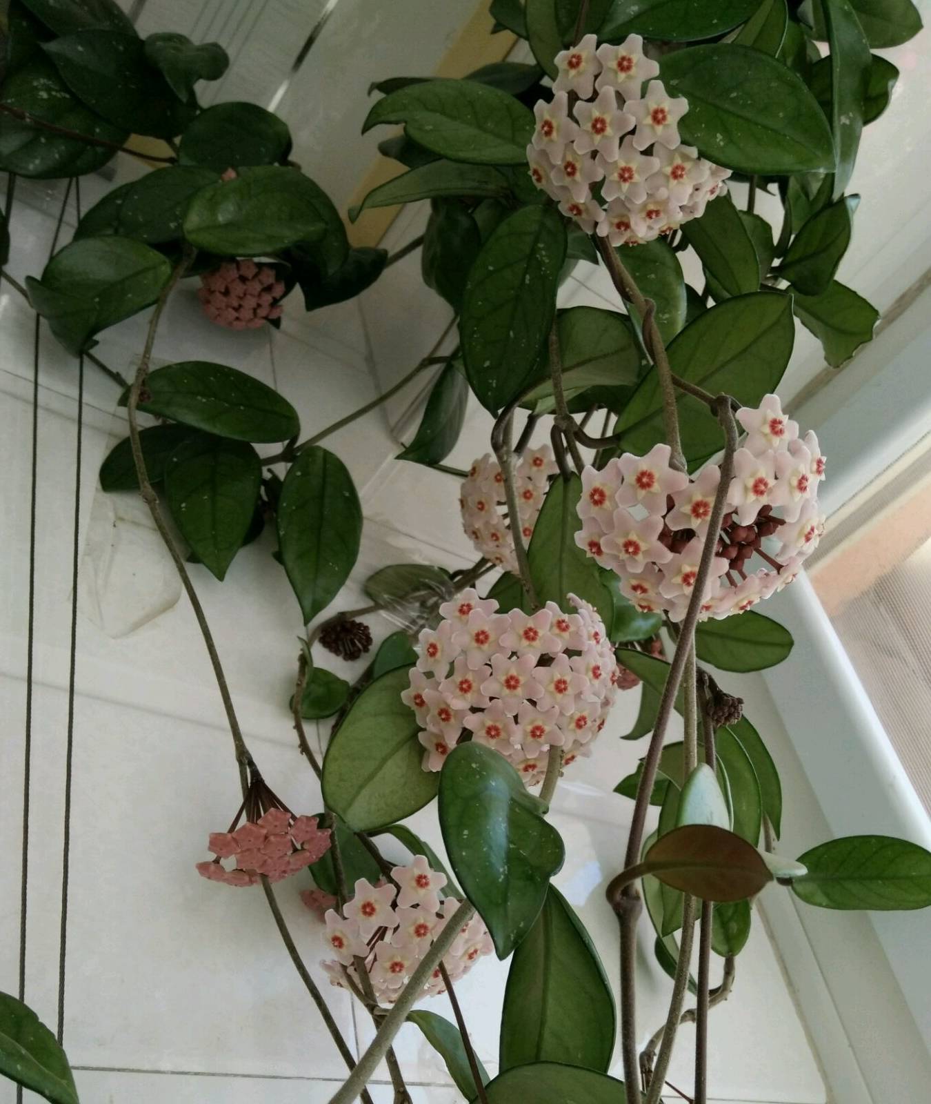 原创最耐阴的盆栽植物花叶俱美花朵超香四季开花室内也能养