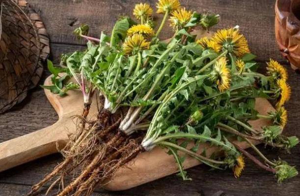 肠胃蠕动,促进肠蠕动毒素和垃圾的排出,起到减肥瘦身,美容养颜的功效