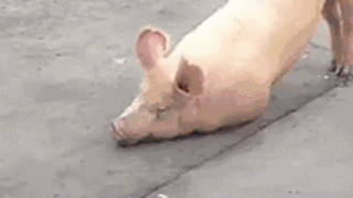 2分钟动物拜佛视频,刷爆圈子!太神奇_佛像_寺庙_老鼠