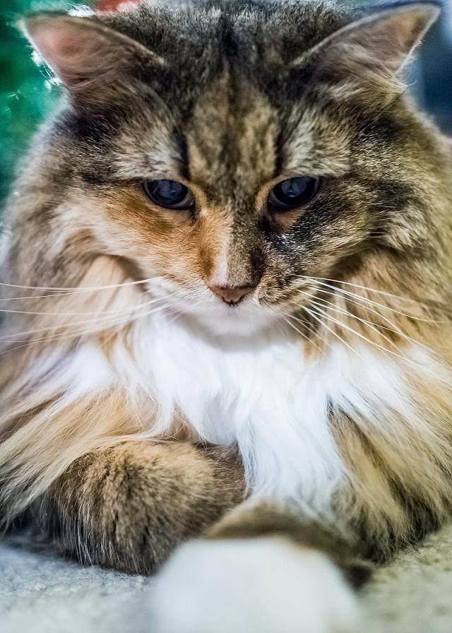 打架最厉害的3种宠物猫狸花猫靠抓橘猫靠压