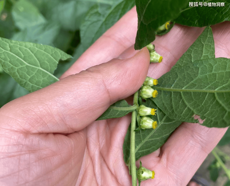 原创天名精又称野烟臭草有3大作用价值极高农民朋友要了解