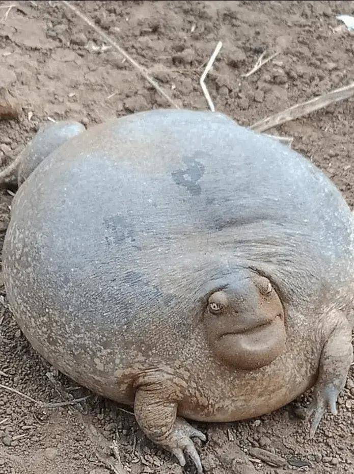 自然界里这36种奇怪又有趣的生物你都认识吗