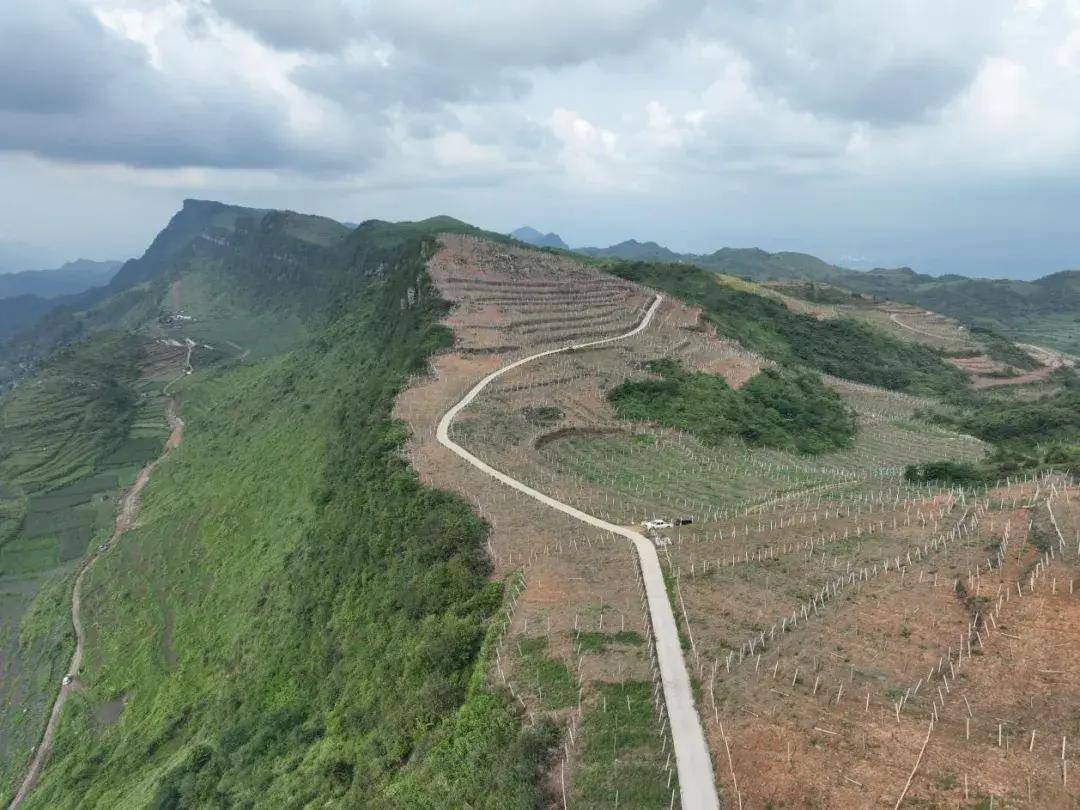 秀山绿色葛麻生机勃发