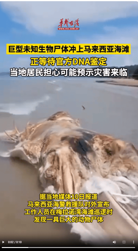 不明生物尸体被冲上海滩全网怀疑外星人远古生物还是鸭脖官方不好说