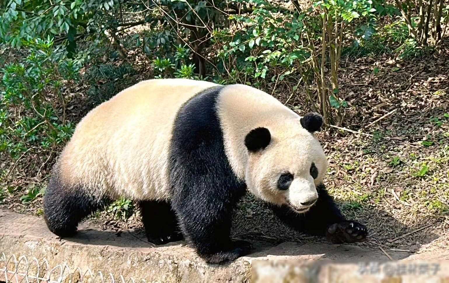 通化串子田家图片