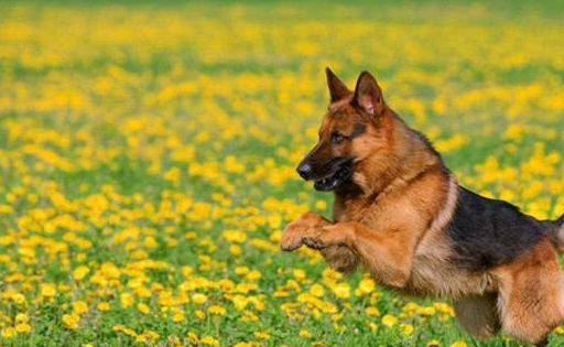 原创德国牧羊犬价格调低为什么还是没人买原因有5个
