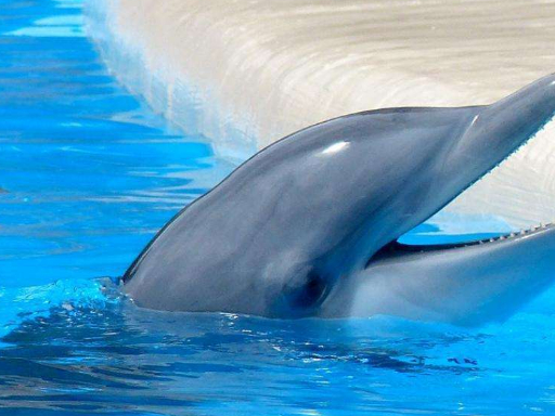 海豚救人真的是出于善良?被骗这么久的我们,无法直视真相