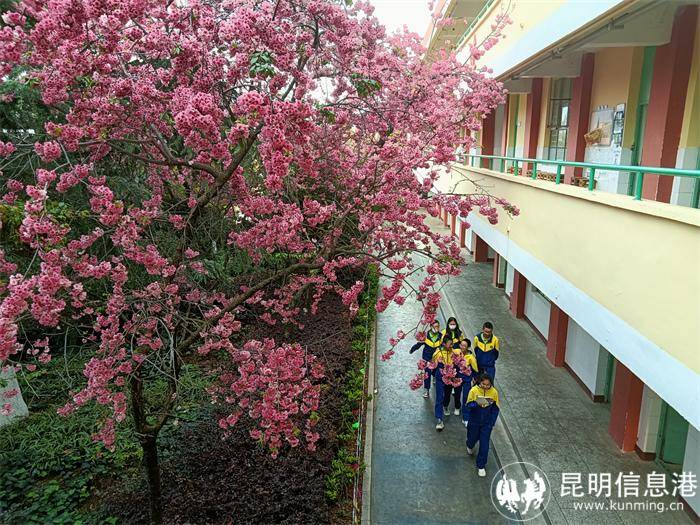 2024昆滇名初中呈贡区育才学校一所全寄宿封闭式的九年一贯制优质学校