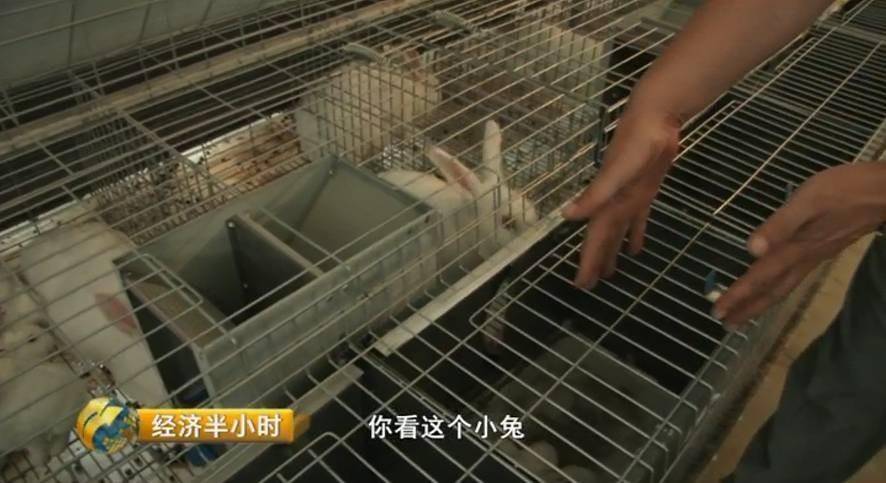 靠兔子把沙漠变成绿洲,环保致富两不误,中国式治沙看懵澳洲老外_獭兔