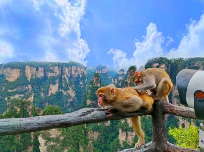 张家界5天4晚自由行攻略张家界五日游最佳路线看完这篇攻略就全明白