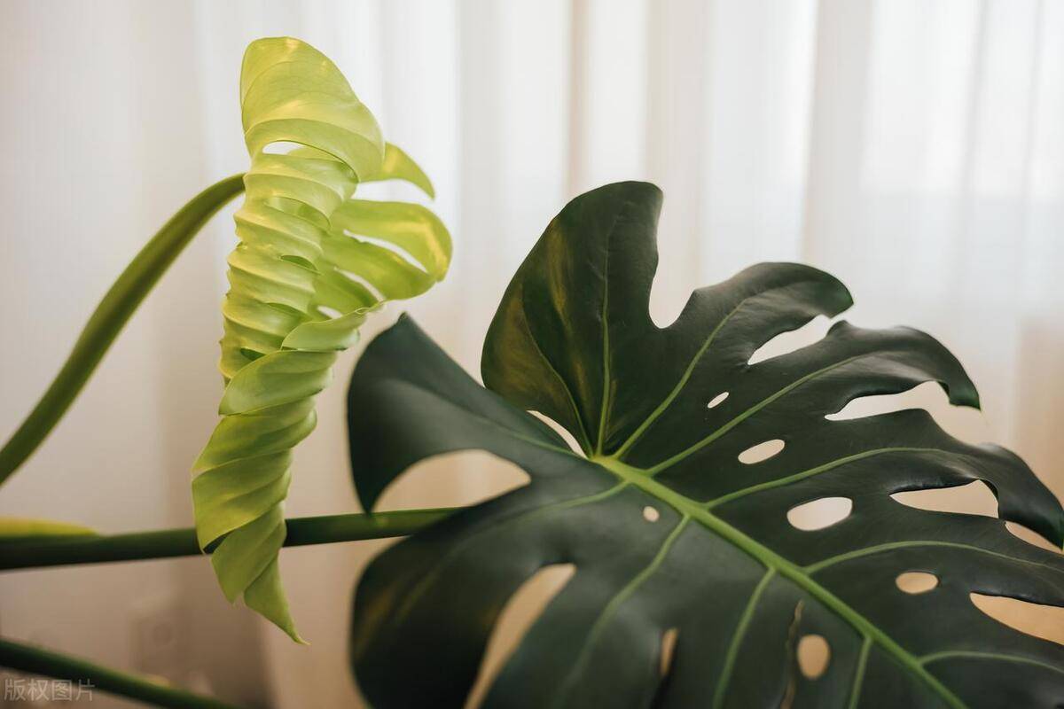 龟背竹种养方法早知道!了解它的喜好,叶子硕大,浓绿光亮_种子_圆形_后