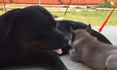 原创小二哈错认罗威纳当妈埋头吃奶让主人哭笑不得网友这是纯的