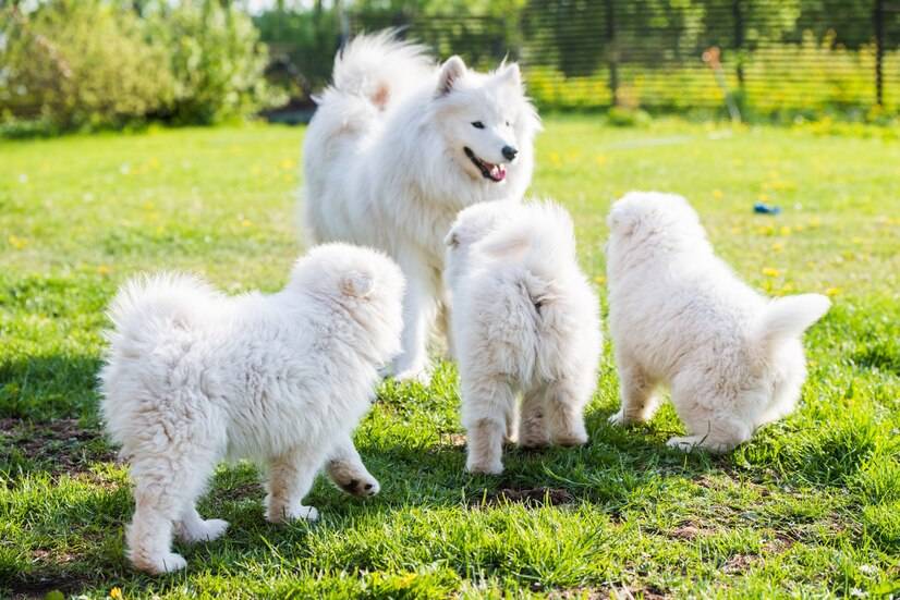 两个月大的萨摩耶幼犬吃什么狗粮好?萨摩耶幼犬排行榜