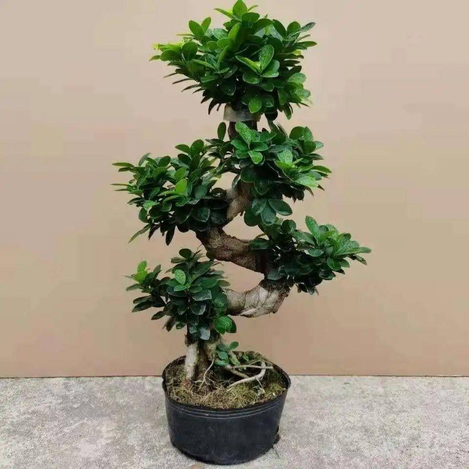 榕树:财源滚滚,生意兴隆杨树喜欢充足的阳光和疏松肥沃的土壤.