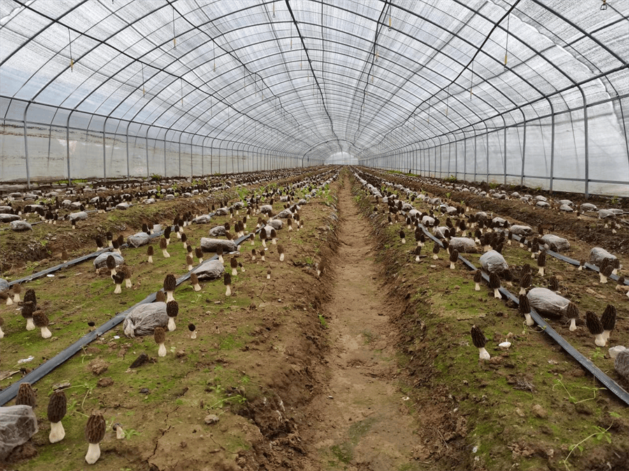 一共有40个大棚,十几万棒香菇,去年收入了二十多万元