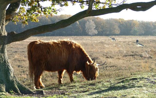 禽流感"肆虐"美国牛群,活牛受到冲击