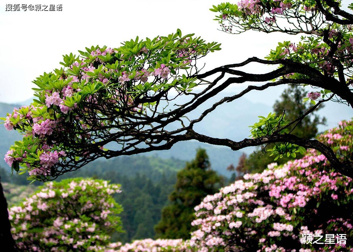 国家二级保护的珍稀植物杜鹃花中的极品王者惊艳绽放