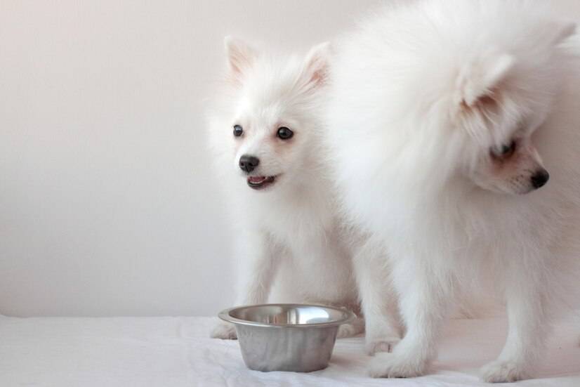 原创两个月大的萨摩耶幼犬吃什么狗粮好萨摩耶幼犬排行榜