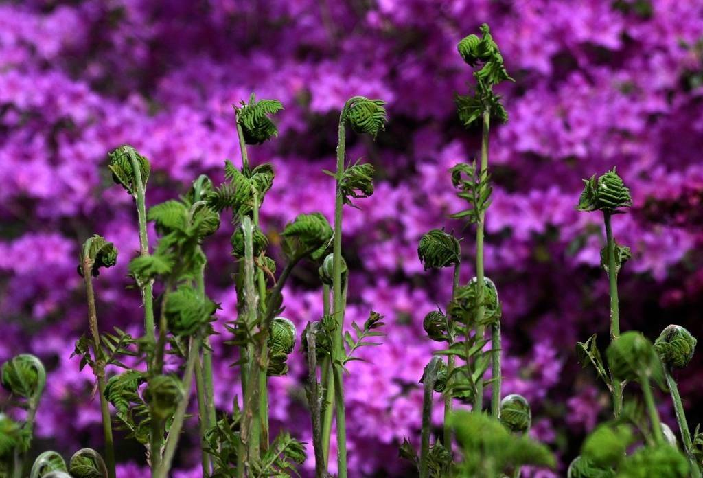 道德经第五十章生死之道什么是生之道什么是死之道心即是道