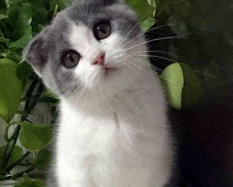 2000以下适合家养的宠物猫有哪些?