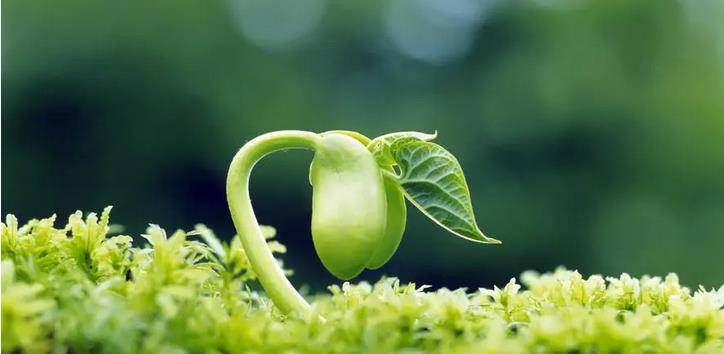 新生的资本主义萌芽,迫切的想要冲破教会的精神桎梏,在他们的推动和