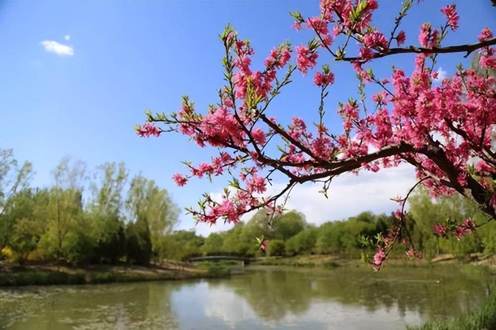 原创杨万里笔下绝美的春天诗句天欲做春无去处只堆浓绿柳梢头