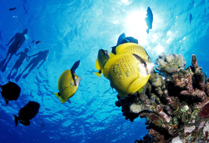 如何为我们的鱼养殖和保护珊瑚礁?_物种_水族_照明