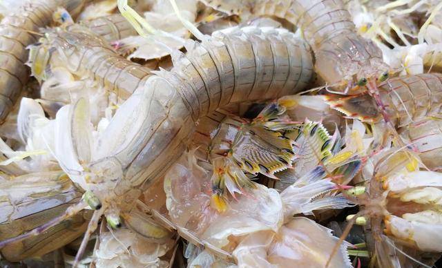 往年热销的皮皮虾,今年为啥"遇冷"了?渔民:4个原因,很现实_价格_市场_