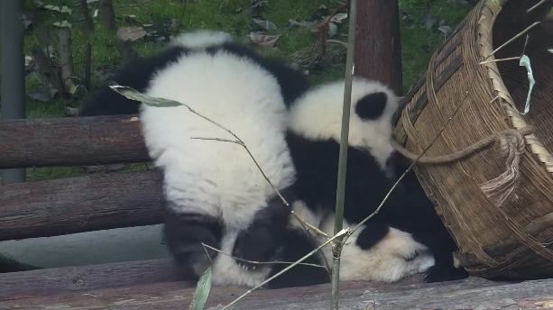 壁纸 大熊猫 动物 613_344