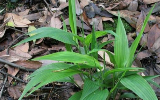 原创农村野草淡竹叶有什么作用和功效涨知识了