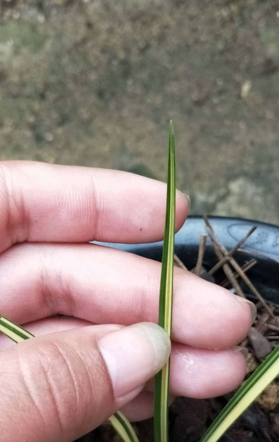 野生名贵兰花奇货可居,下山兰丝艺缟5年前卖千元,现在卖五千元