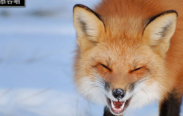 宠养很多种类的动物都不是没有可能的事情了,如果只针对狐狸来说,还是