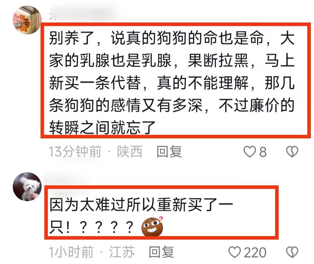 后续!砍死三条狗的婆婆已回老家,儿媳再养狗