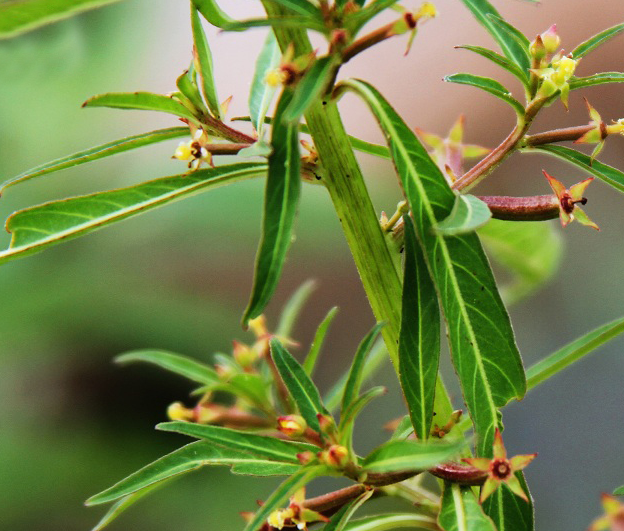 植物大战僵尸水龙草图片