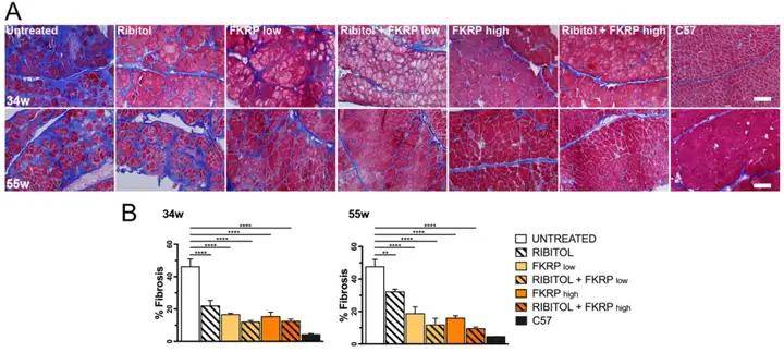 应用篇|aav在肌肉组织中的靶向策略_vps_治疗_乳酸