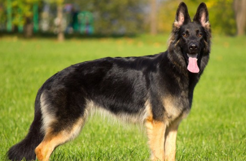 原创肾脏疾病如何影响英国斗牛犬如何对狗进行检查测试