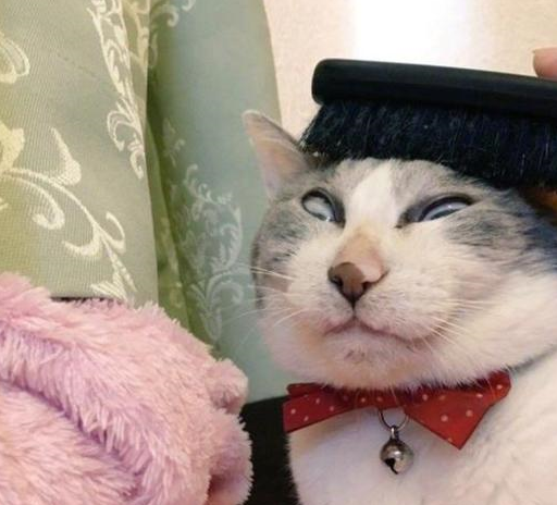 原创猫咪梳头时露出这样的表情主人看后笑喷行走的表情包