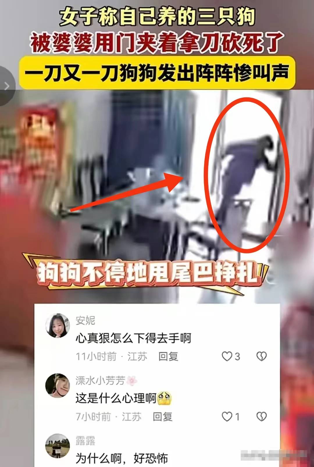 后续!砍死三条狗的婆婆已回老家,儿媳再养狗