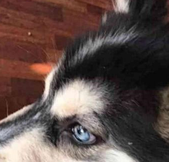 晓倩_哈士奇_因为