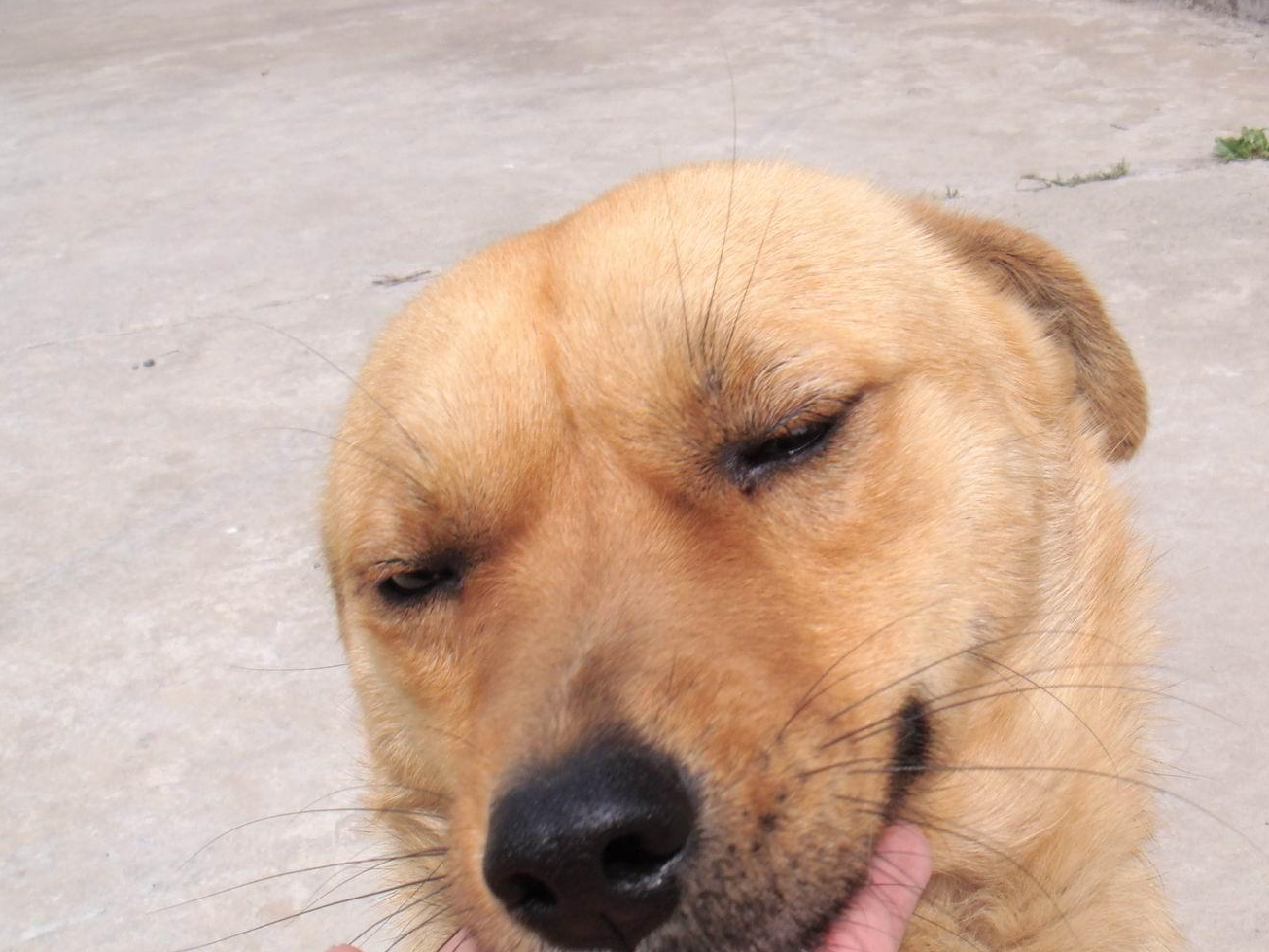日本纯种秋田犬濒临灭绝 中华田园犬又何尝不是?