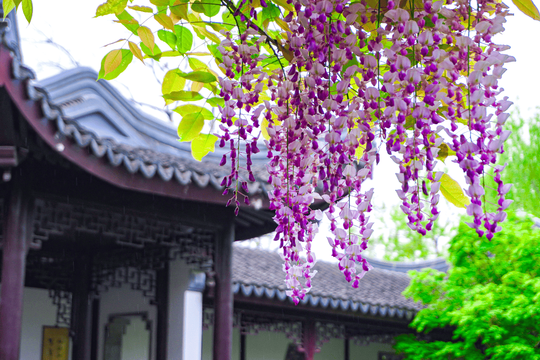 藏不住了家门口近500年的紫藤开花了丨萌娃游闵行