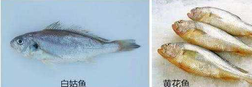 虹鳟鱼多少钱一斤图片