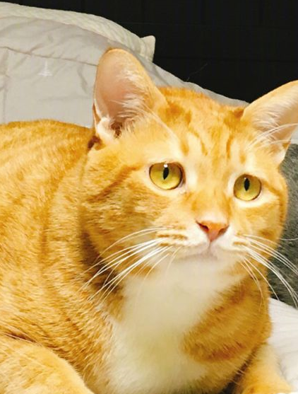 原创养一只橘猫有多惊喜网友捡了一只回家后就完全懂了