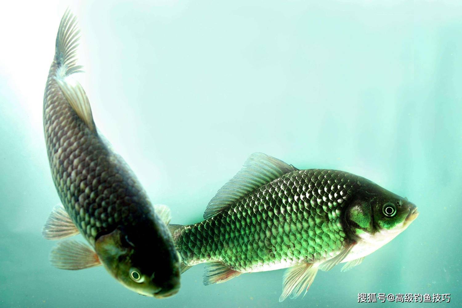 用拉饵钓鲫鱼时闹小鱼怎么办实际鱼情分析