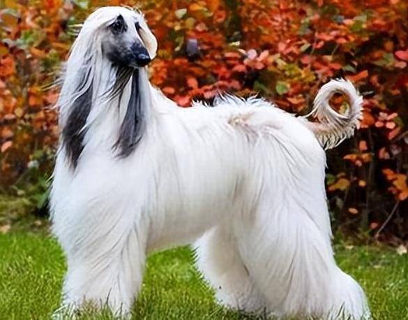 女子在车库遇1米多高阿富汗猎犬一家三口不敢下车城管局介入