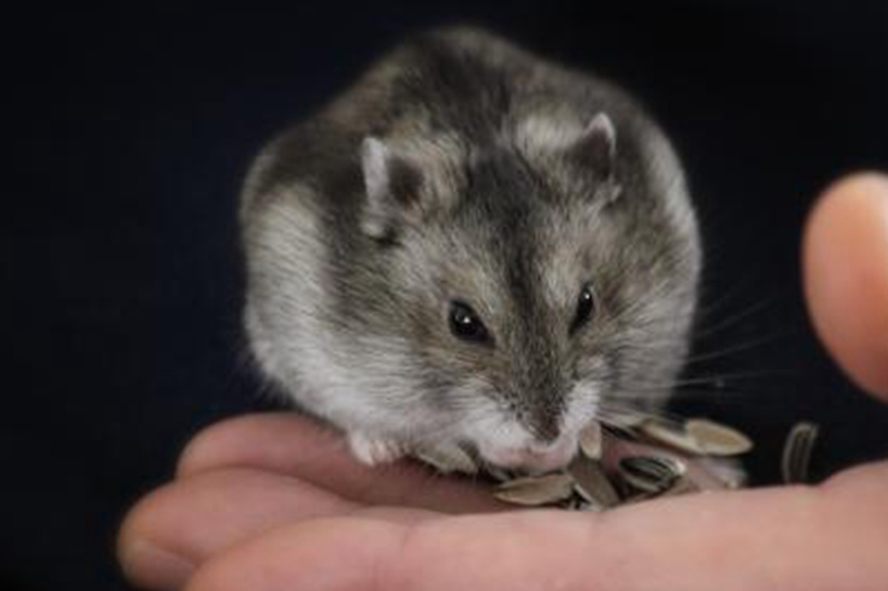 仓鼠怎么养不容易死这些饲养的细节要先掌握