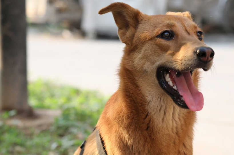 中华田园犬竟被列为禁养犬