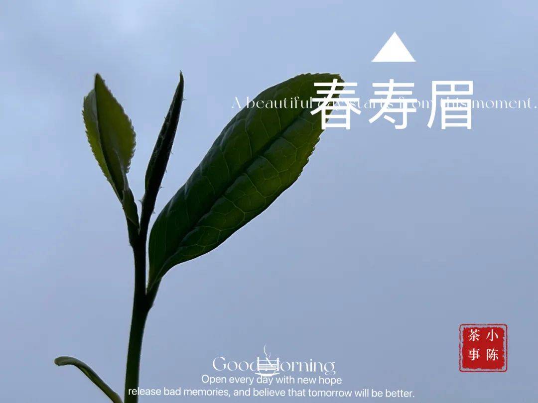 原创没有清明白牡丹也没有谷雨春寿眉史上最早离席的一季春茶诞生