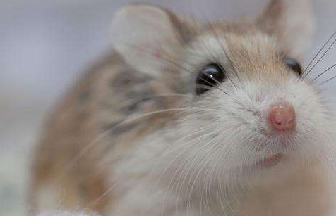 仓鼠死了怎么处理善始善终你做到了吗