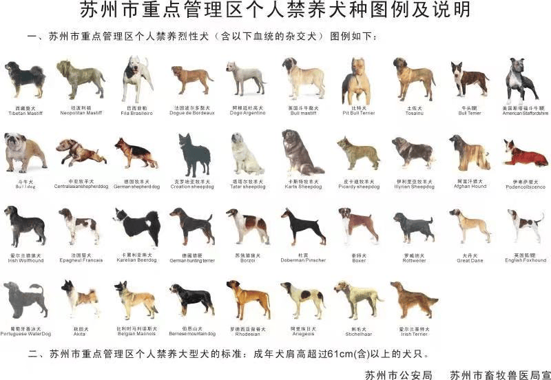 巴西菲勒犬价格图片